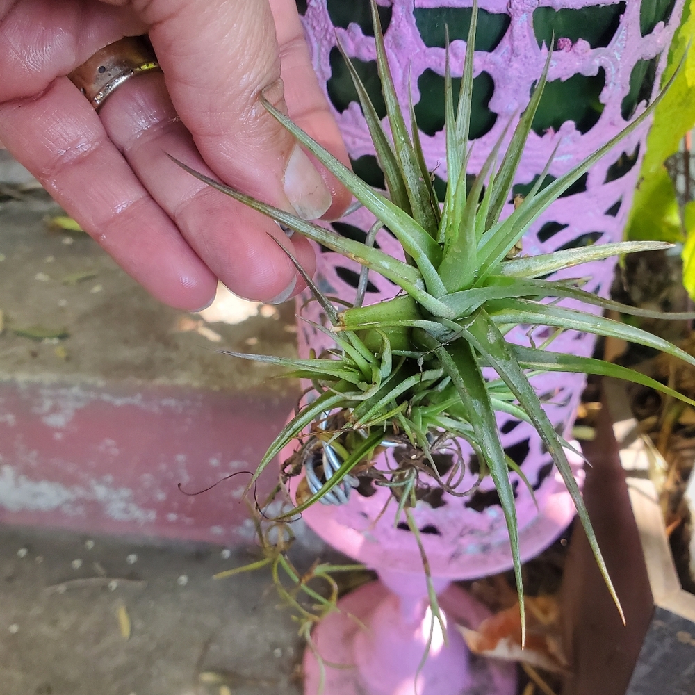$26/ 2 AIR PLANT Thilandsia boho Home garden decor - Picture 10 of 11